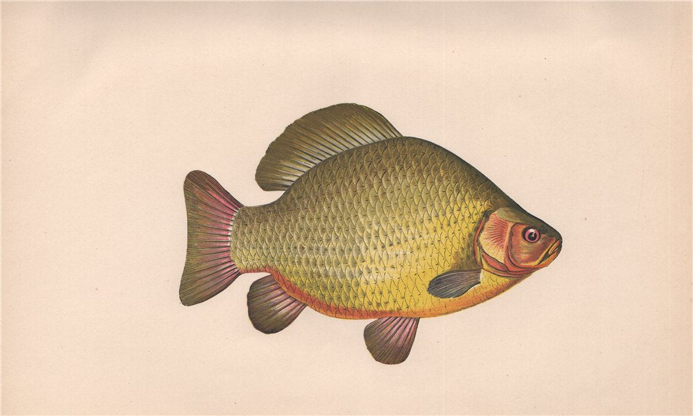 CRUCIAN CARP. Carassius carassius, Bronze Carp. COUCH. Fish 1862 old print